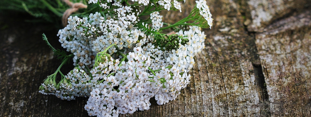 Achillee millefeuille contre les Hemorroides - Une solution naturelle efficace