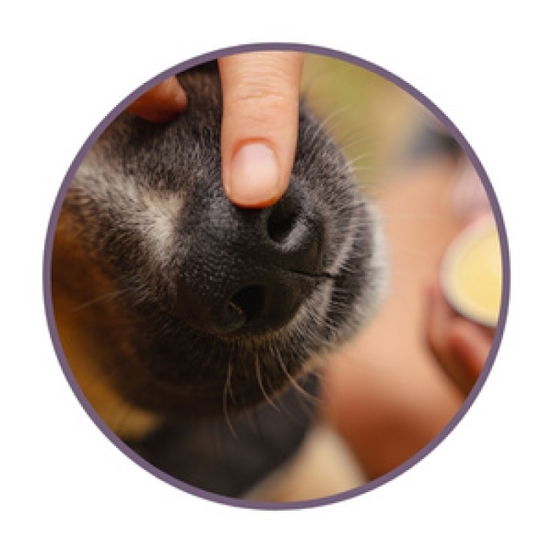Pommades coussinet chien