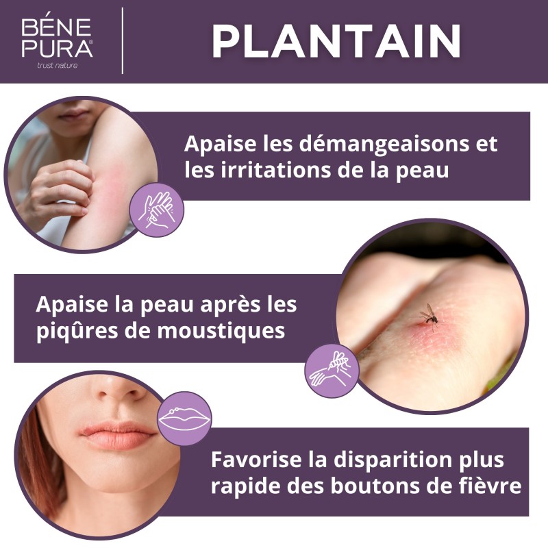 Pommade Plantain pour les Éruptions cutanées et Démangeaisons - 40ml