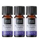 3x Bio Huile essentielle de Romarin Camphré - 5ml - Benepura.fr 3x Bio Huile essentielle de Romarin Camphré - 5ml