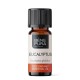 Bio Huile essentielle de Eucalyptus Globulus - 10ml - Benepura.fr Bio Huile essentielle de Eucalyptus Globulus - 10ml