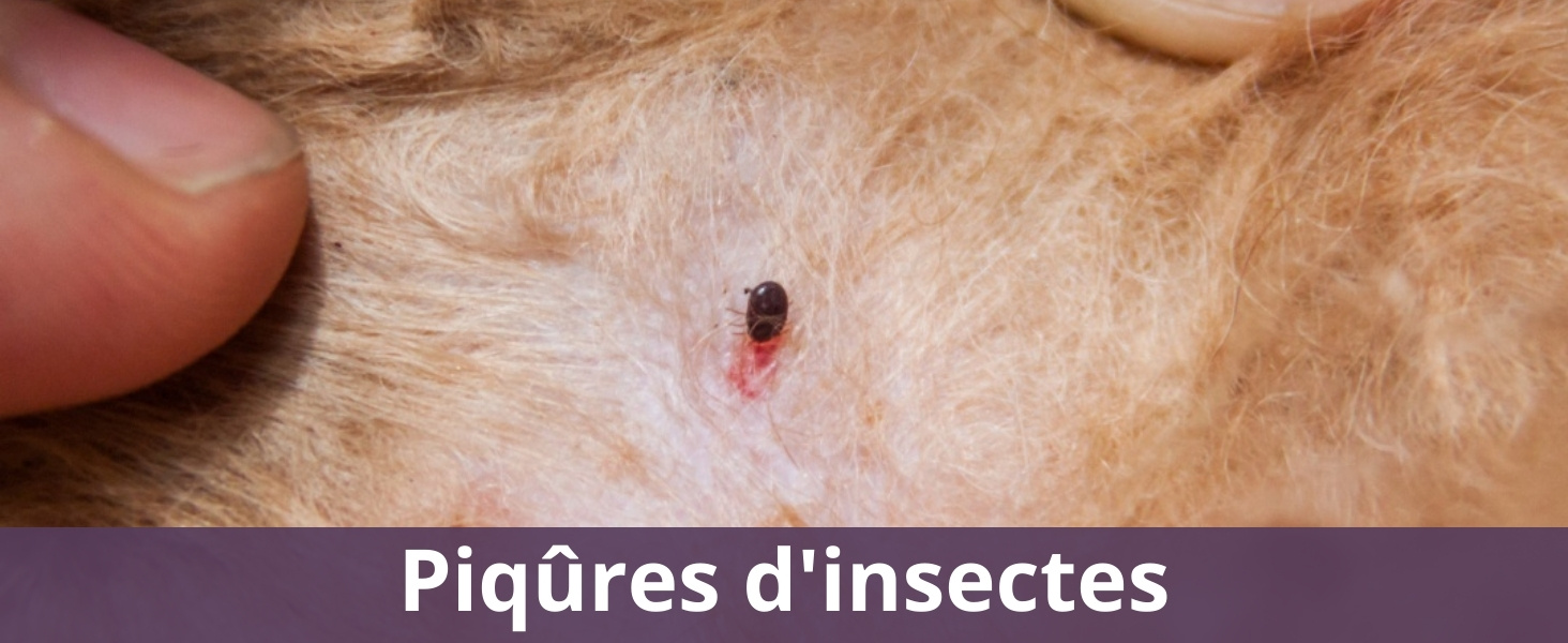 Piqûres d'insectes