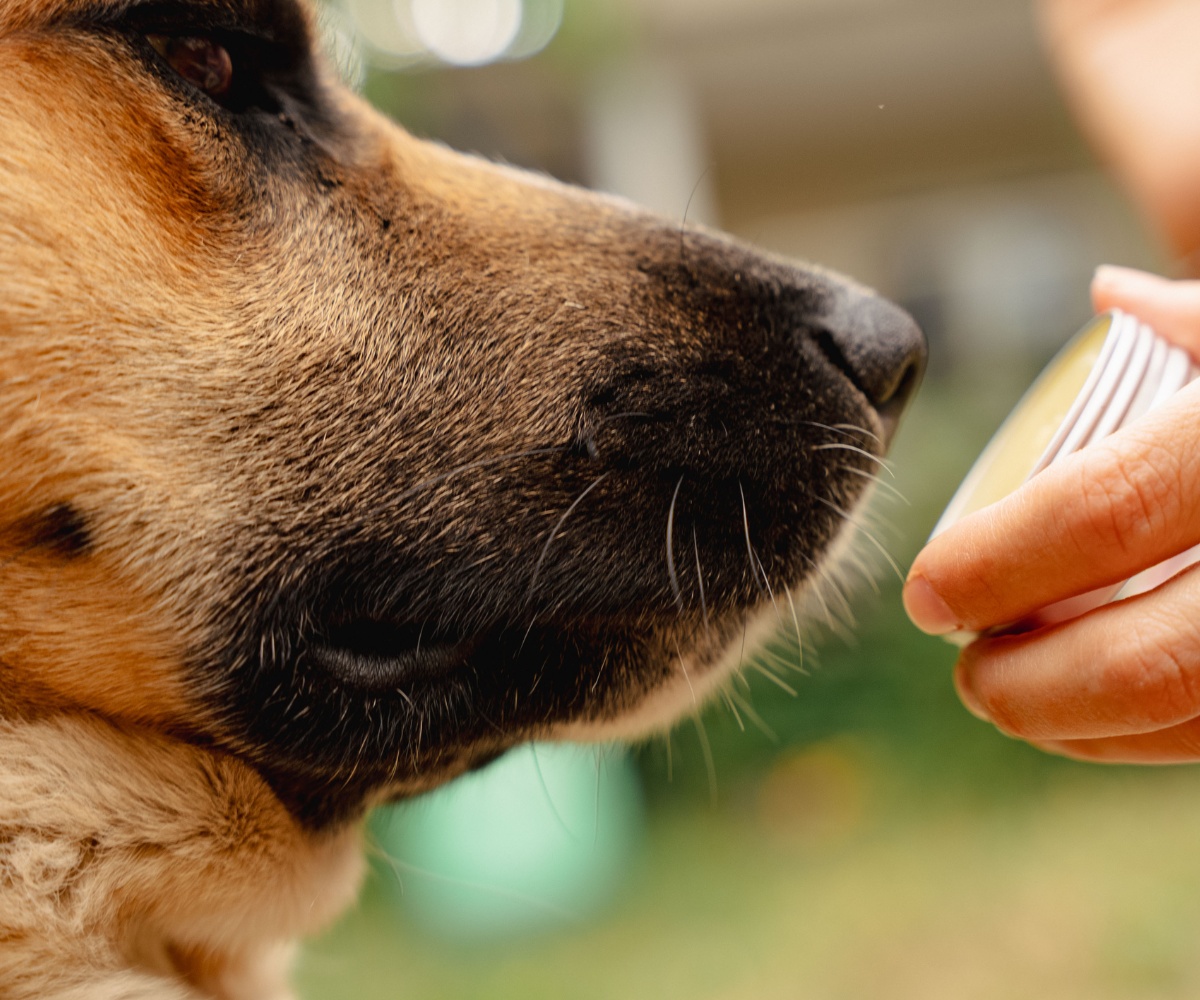 Baume régénérant pour pattes de chien au calendula