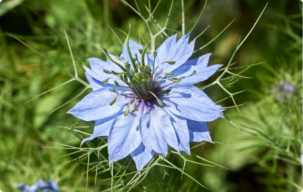 À quoi sert l’Huile de Cumin Noir ?