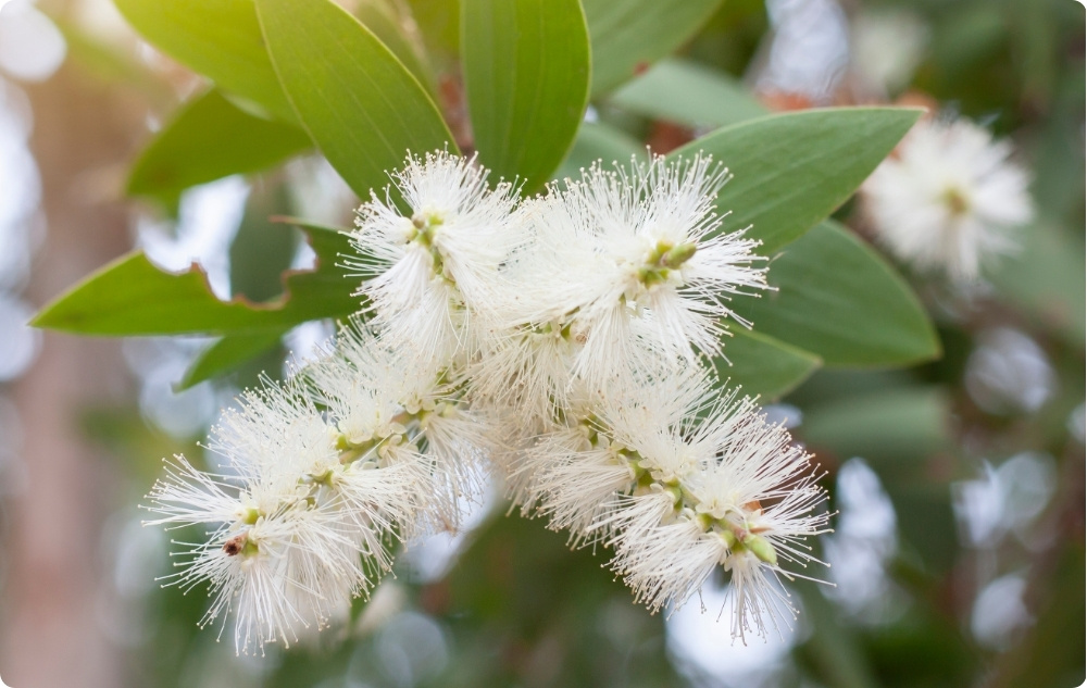 À quoi sert l’huile Essentielle de Cajeput ?