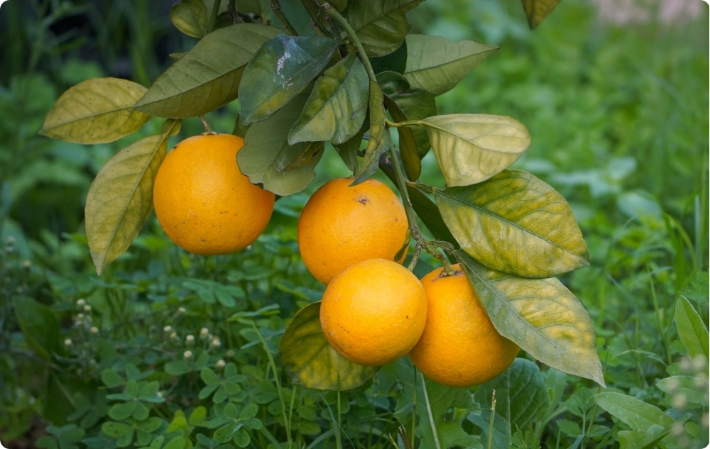 À quoi sert l’huile Essentielle de Clémentine ?