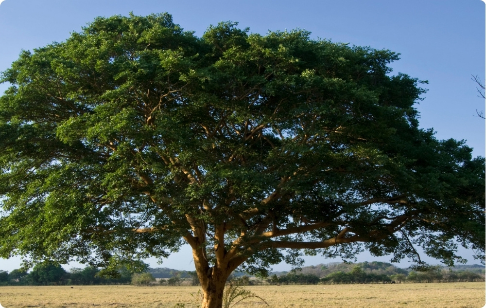 À quoi sert l’huile Essentielle de Copaïba ?