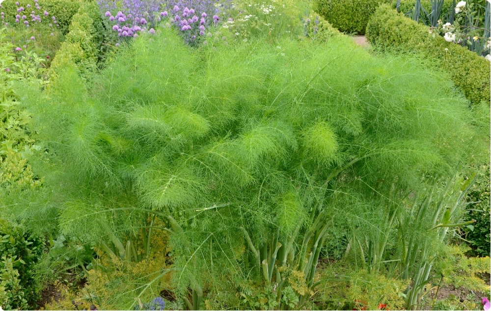 À quoi sert l’huile Essentielle d’Aneth ?