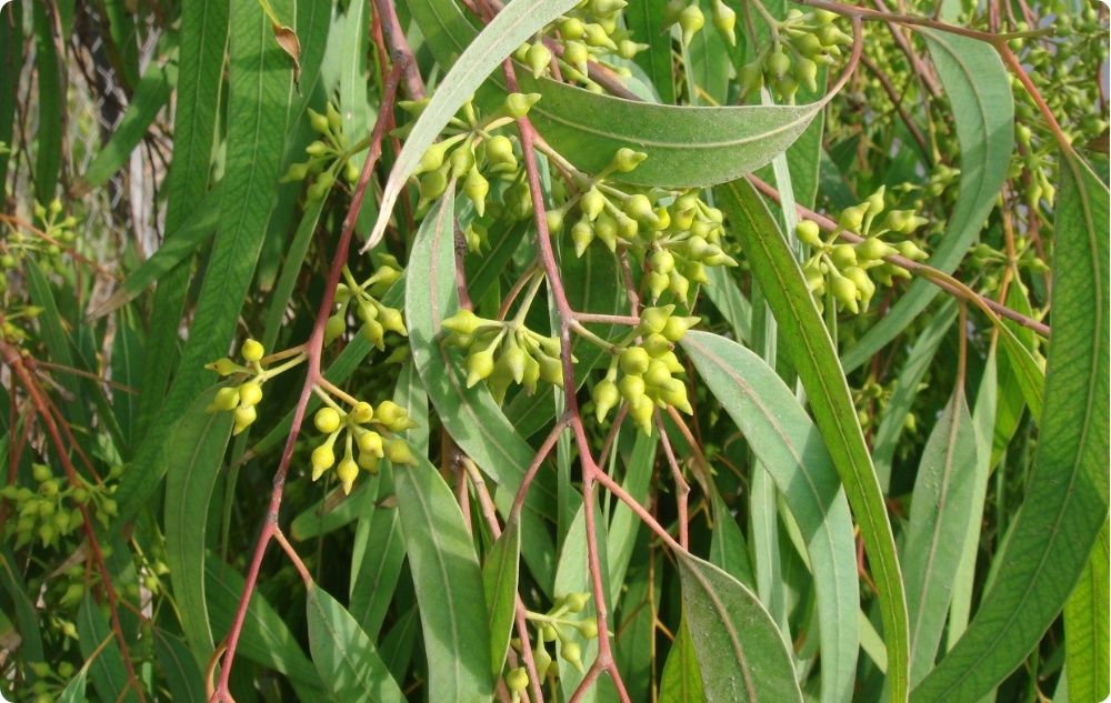 À quoi sert l’huile Essentielle d’Eucalyptus Globulus ?