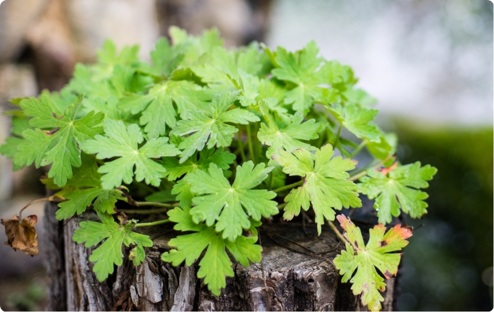 À quoi sert l’Eau florale de Géranium ?