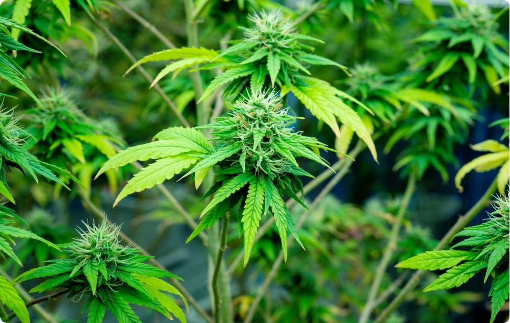 À quoi sert l’Huile de support de Graines de Chanvre ?