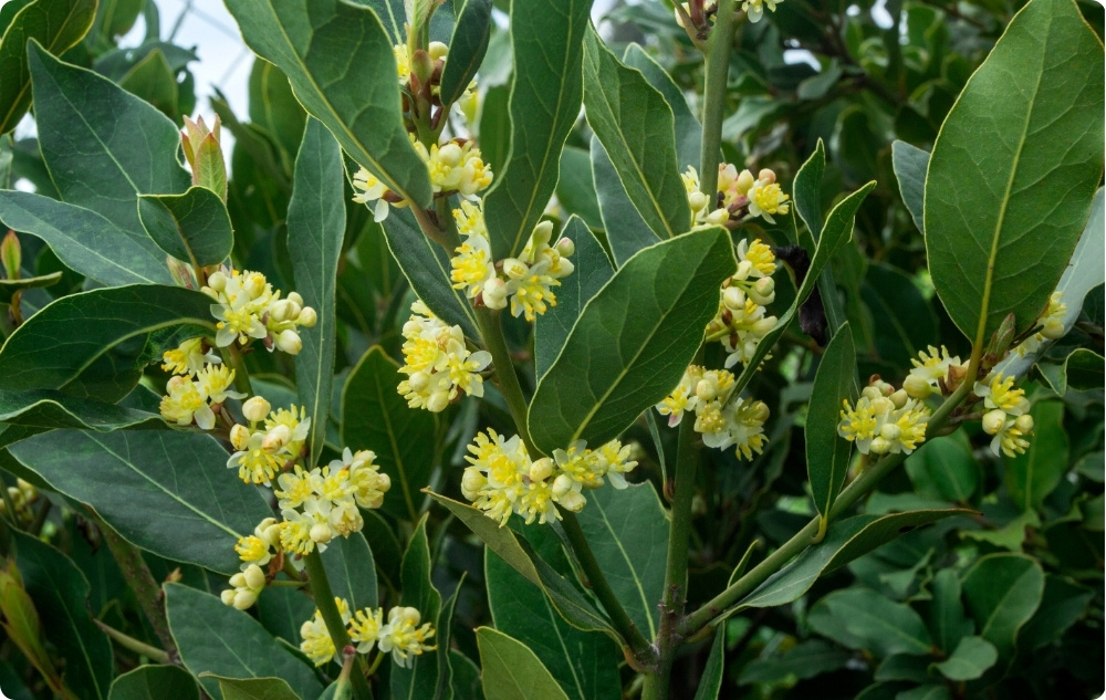 À quoi sert l’huile Essentielle de feuille de Laurier ?