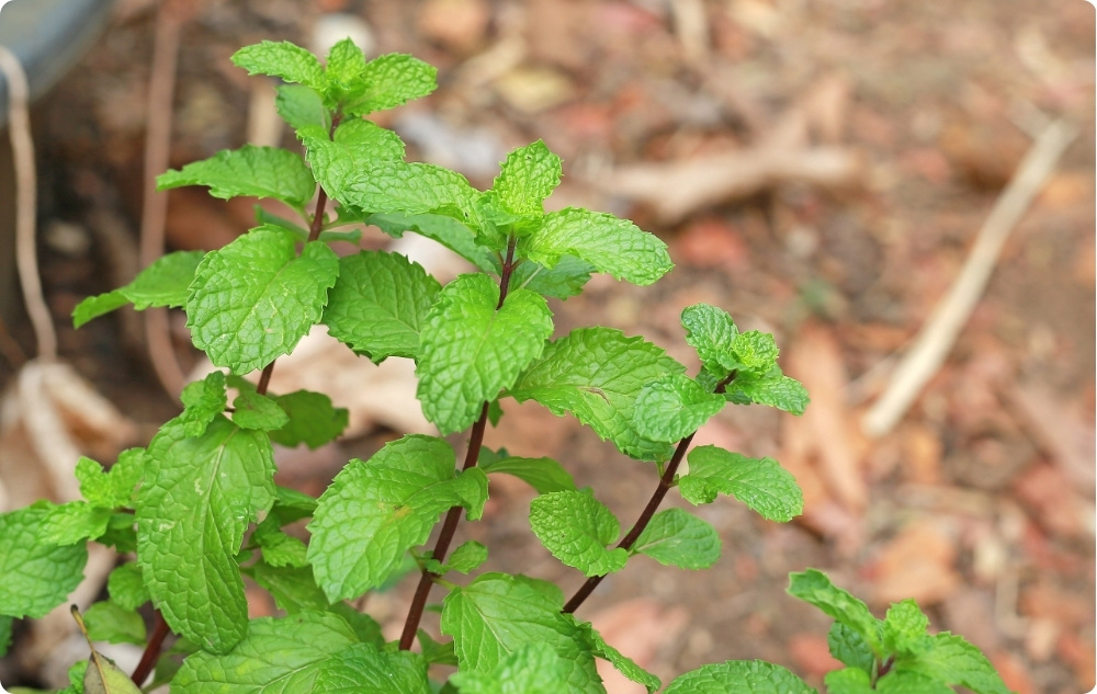 À quoi sert l'Eau florale de Mélisse ?