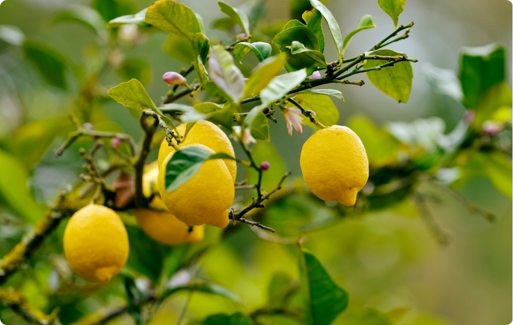 À quoi sert l’huile Essentielle de Citron ?
