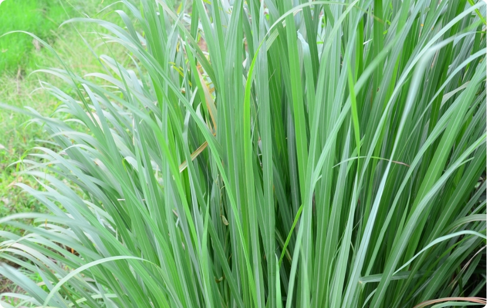 À quoi sert l’huile Essentielle de Lemongrass ?