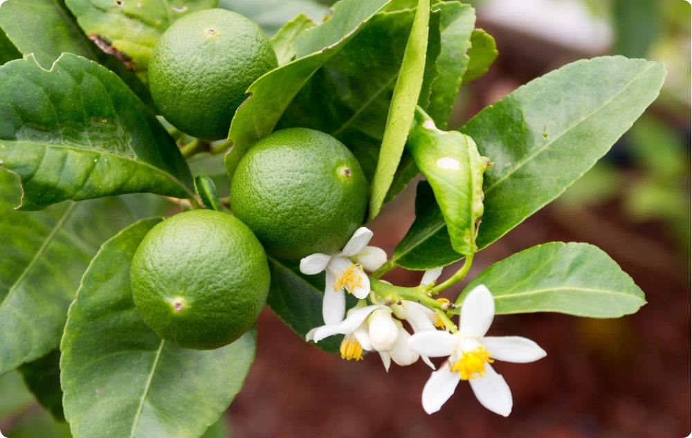 À quoi sert l’huile Essentielle de Citron Vert ?