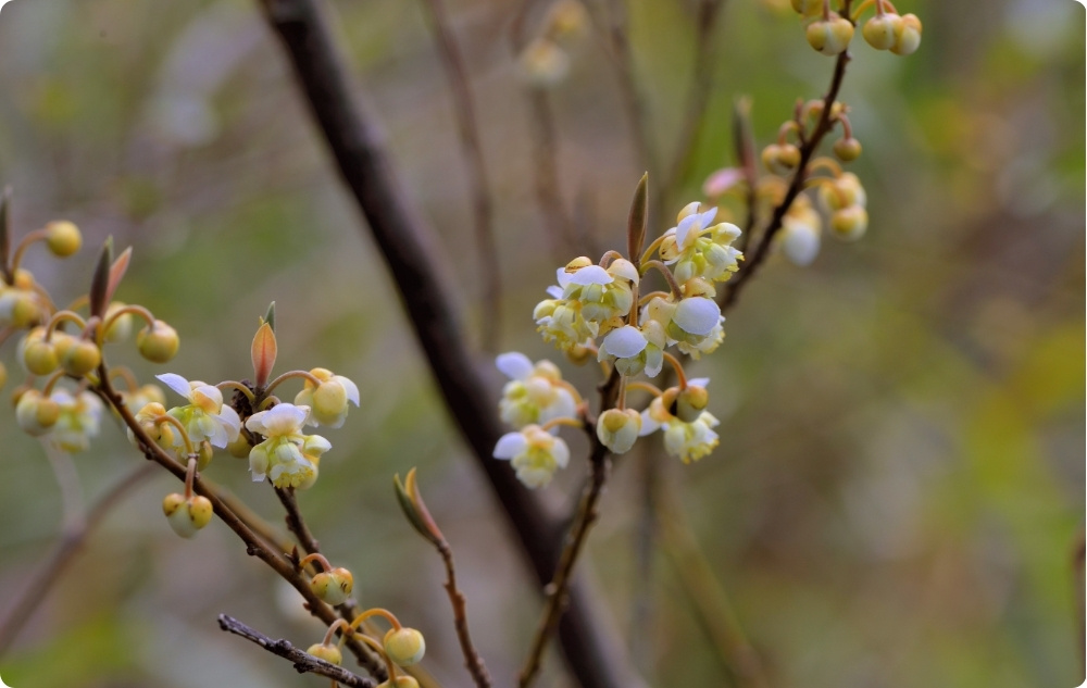 À quoi sert l’huile essentielle de Litsée Citronnée ?