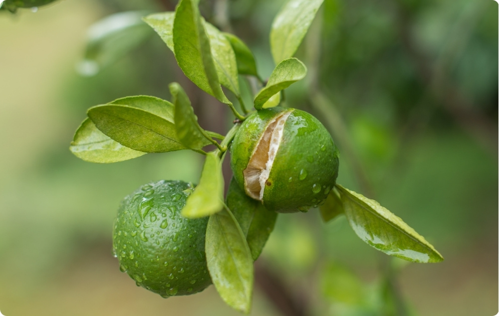 À quoi sert l’huile Essentielle de Mandarine ?