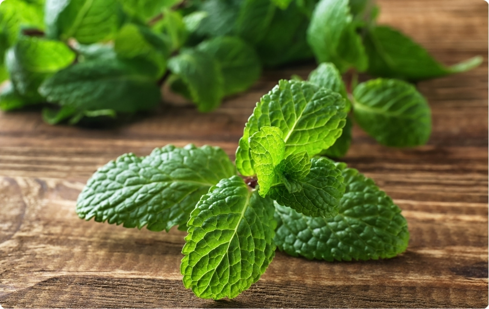 Menthe