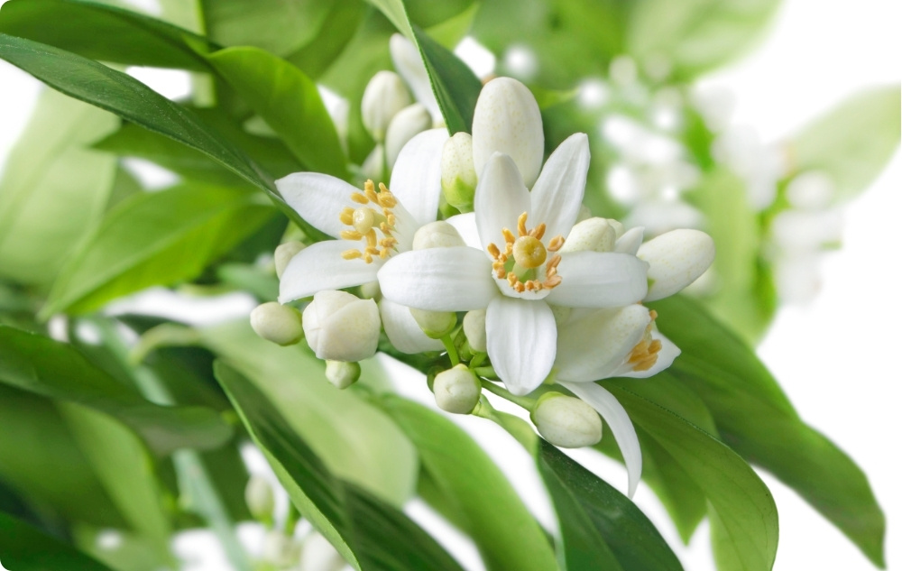 À quoi sert l’huile Essentielle de Néroli ?