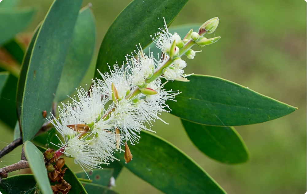 À quoi sert l’huile Essentielle de Niaouli ?