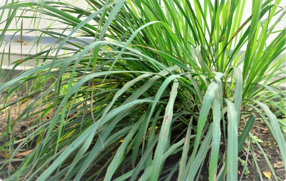 À quoi sert l’huile Essentielle de Palmarosa ?