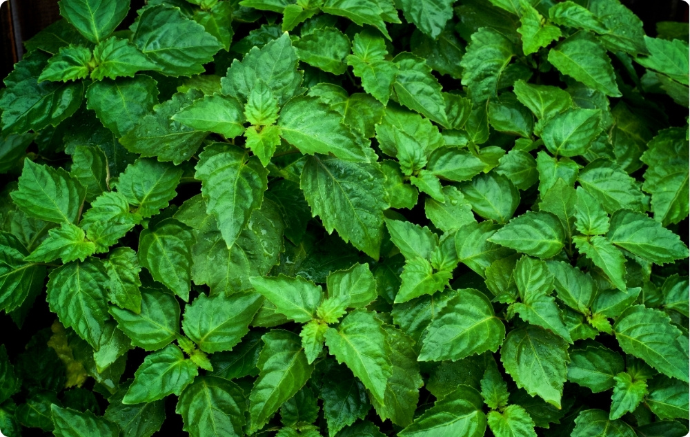À quoi sert l’huile Essentielle de Patchouli ?