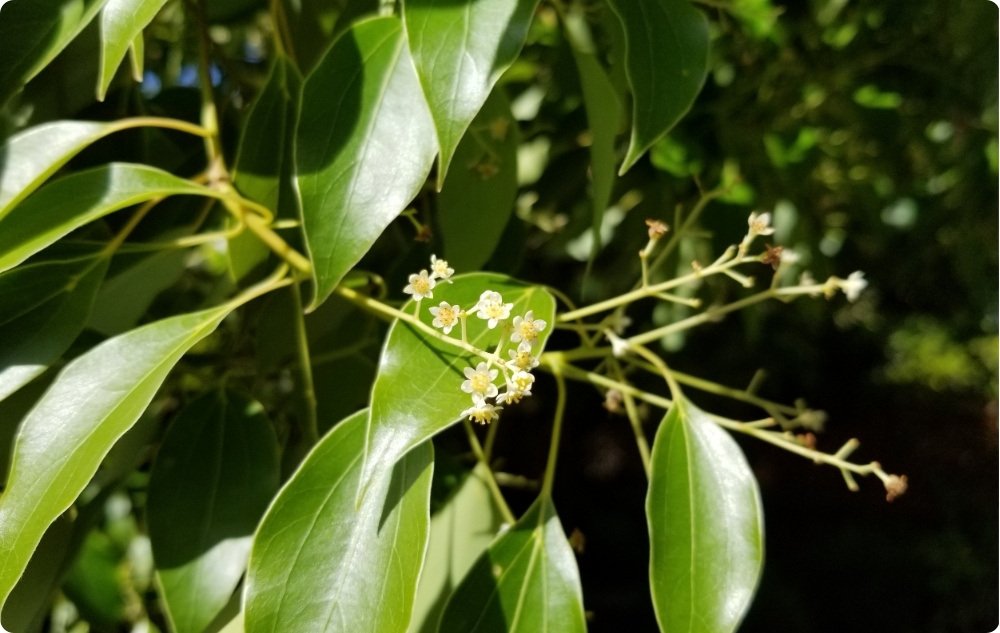 À quoi sert l’huile Essentielle de Ravintsara ?