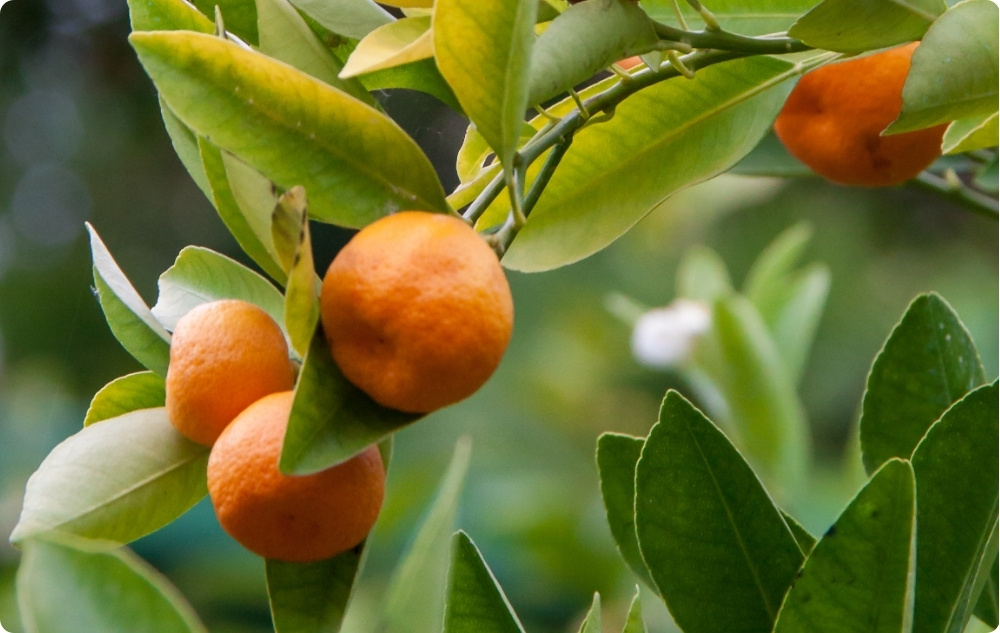 À quoi sert l’huile Essentielle de Mandarine rouge ?