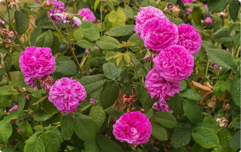 À quoi sert l'Eau florale de Rose de Damas ?