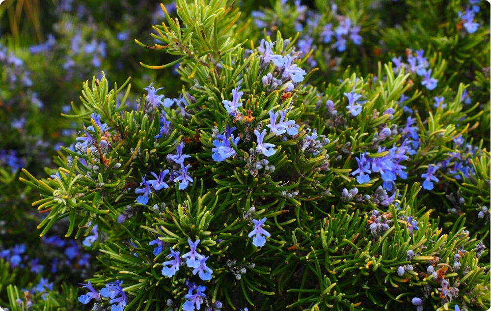 À quoi sert l’huile Essentielle de Romarin à Camphre ?