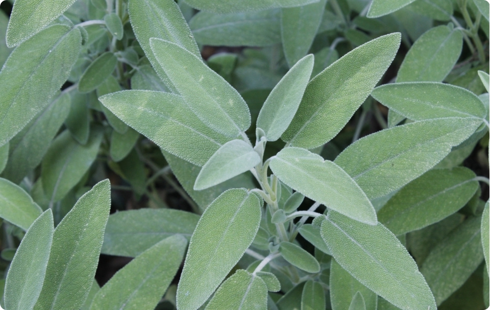 À quoi sert l’huile Essentielle de Sauge ?