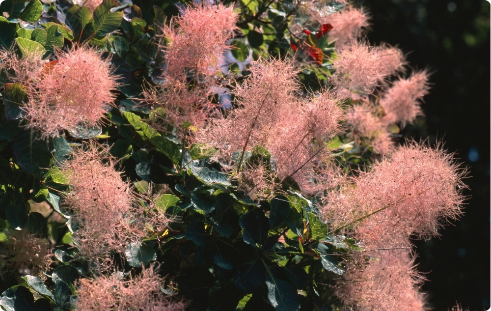 À quoi sert l'Eau florale d'Arbre à Perruques ?