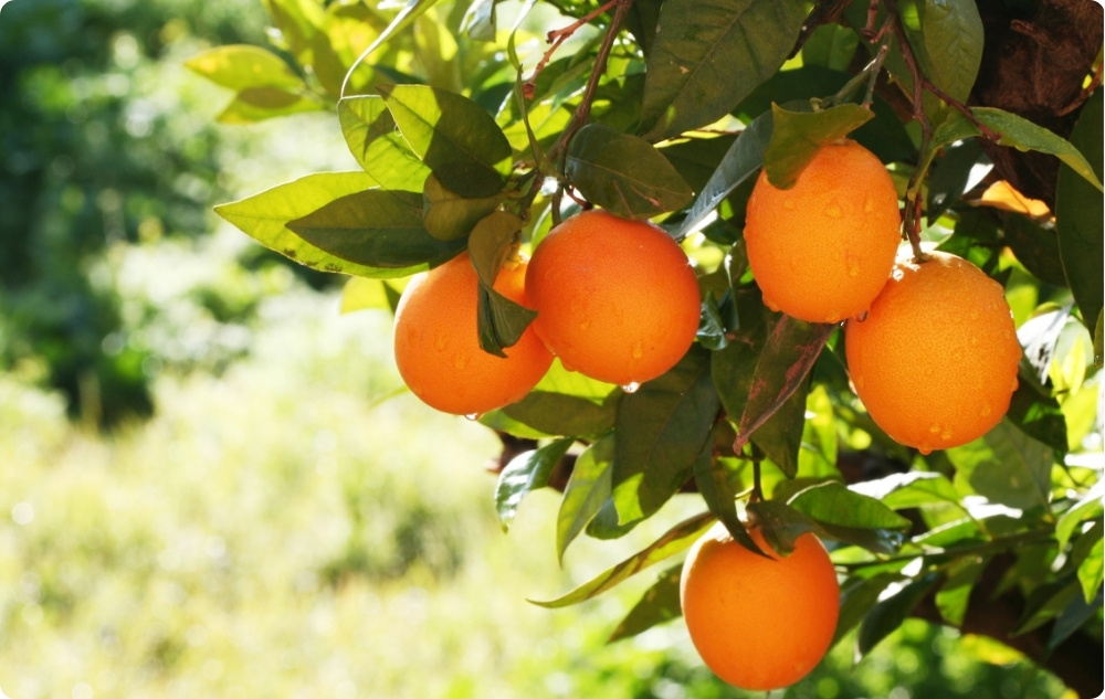 À quoi sert l’huile Essentielle d’Orange Douce ?