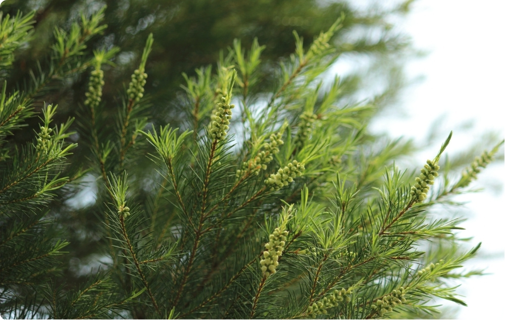 À quoi sert l’huile Essentielle de Tea Tree ?