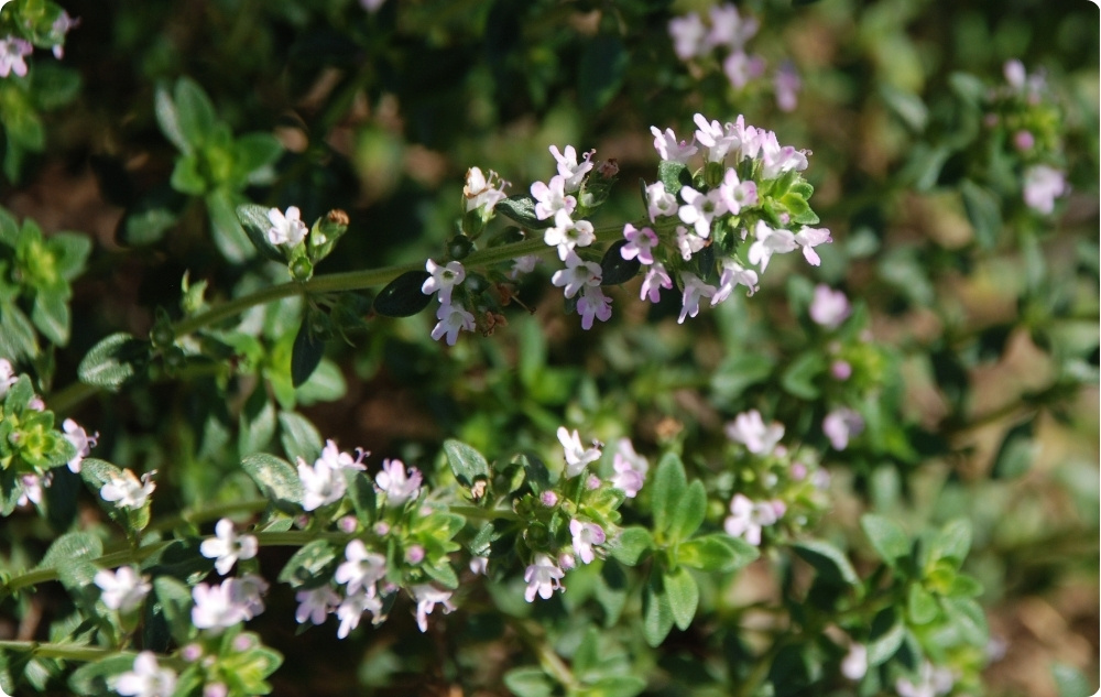 À quoi sert l’huile Essentielle de Thym Thymol ?