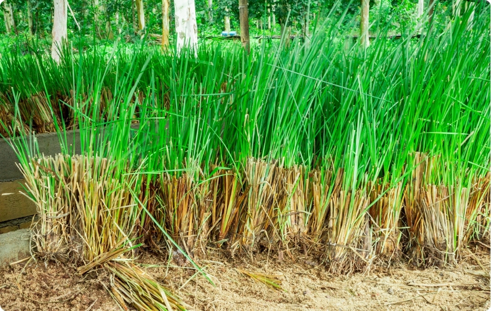À quoi sert l’huile Essentielle de Vétiver ?