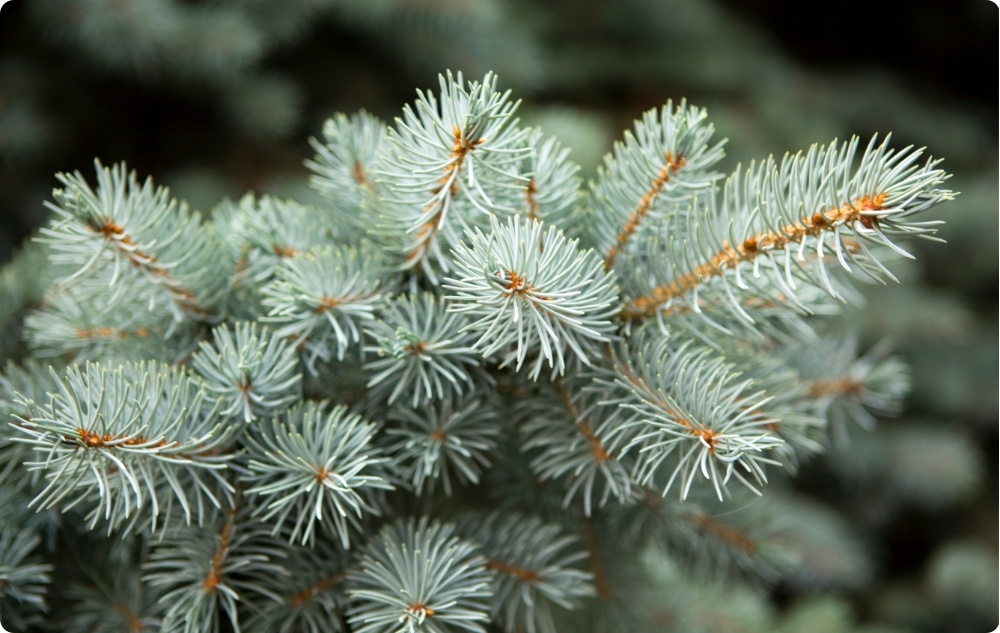 Pourquoi avons-nous choisi les huiles Essentielles d'Amande Douce, de Pin et de Sapin blanc ?