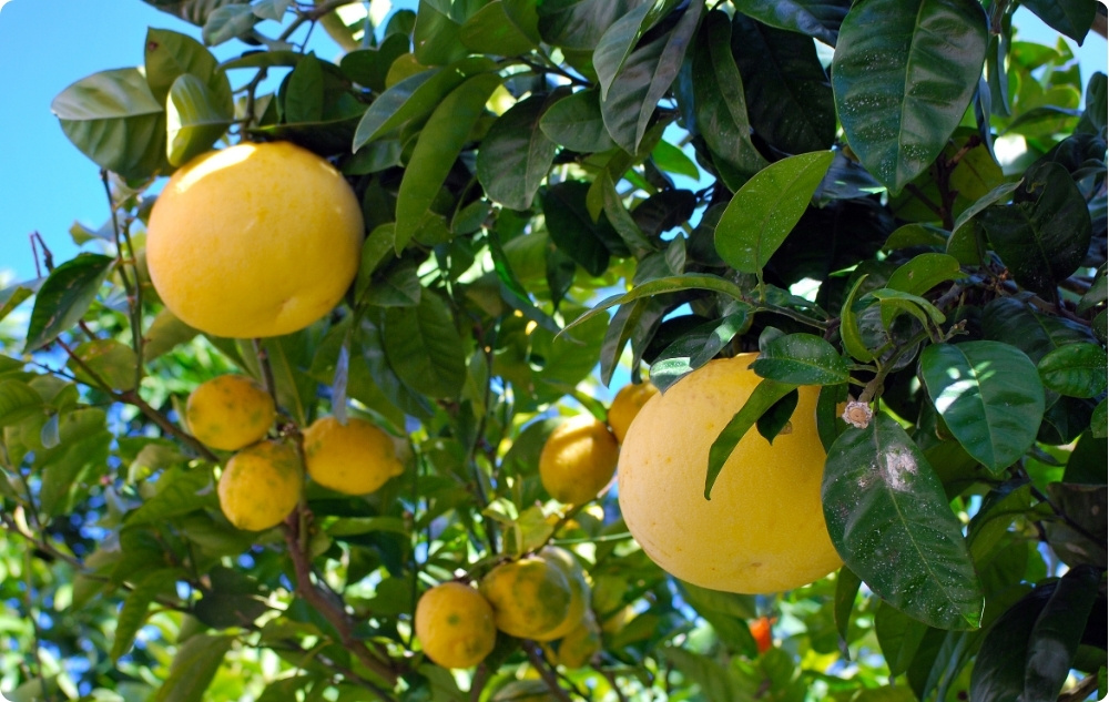 À quoi sert l’huile Essentielle de Pamplemousse blanc ?