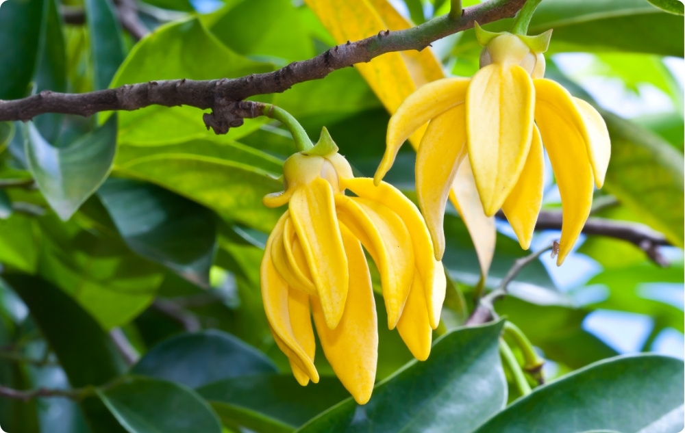 À quoi sert l’huile Essentielle d’Ylang-ylang ?