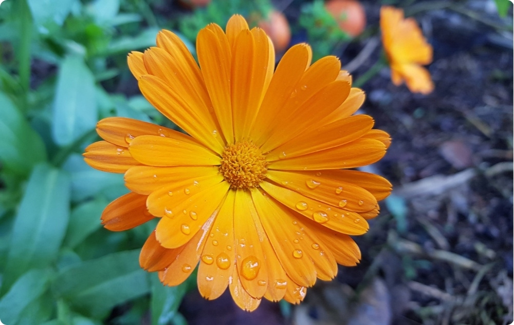 Pommade au Calendula pour Plaies, Brûlures et Cicatrices - 40ml