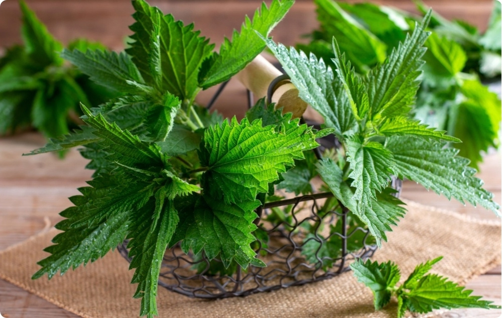 Arthrohit pommade de Consoude pour douleurs Articulaires et Musculaires à l'Ortie - 40ml