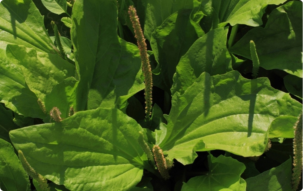 Pommade Oxyde de Zinc pour les Éruptions cutanées et Démangeaisons - 40ml